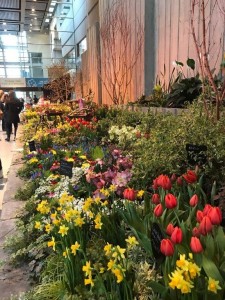 Flower Growers Of Puget Sound At The Nw Flower And Garden Show